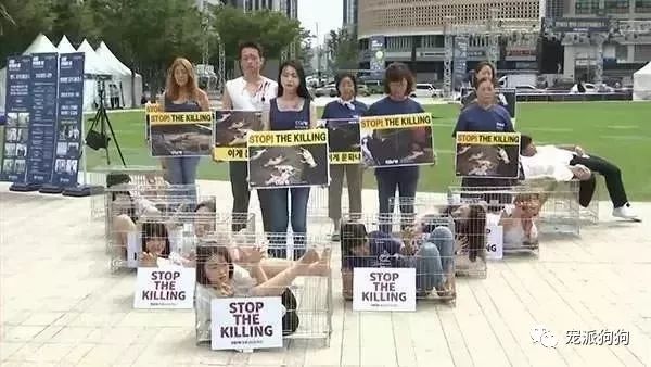 韓國釜山開業60年的最大狗肉市場終於要關停了 寵物 第2張