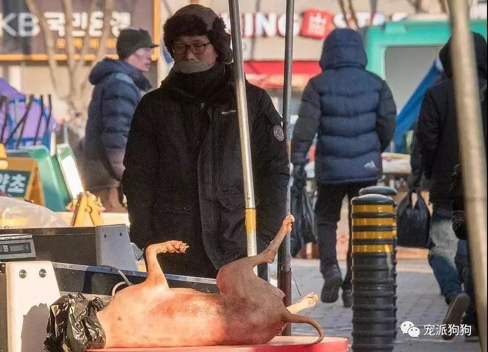 韓國釜山開業60年的最大狗肉市場終於要關停了 寵物 第4張