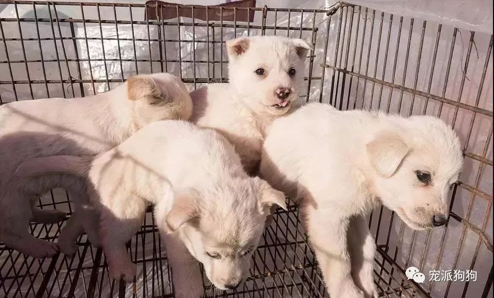 韓國釜山開業60年的最大狗肉市場終於要關停了 寵物 第3張