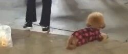 出门遛狗却只顾跳广场舞，狗子：我乖我等…