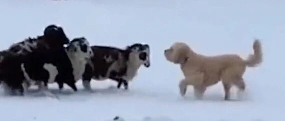 国外一狗狗被羊怼翻在雪地上，主人笑出鹅叫