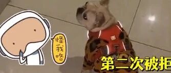 第二次被拒载！狗子乘电梯被误认成电动车，电梯警报声一再响起…