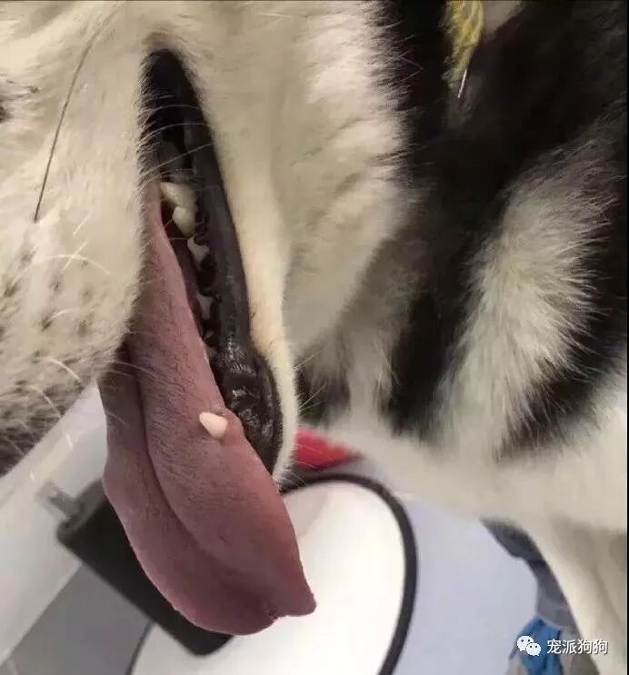 養狗最擔心的問題還是出現了，你這麼蠢也就我能容忍！ 寵物 第3張