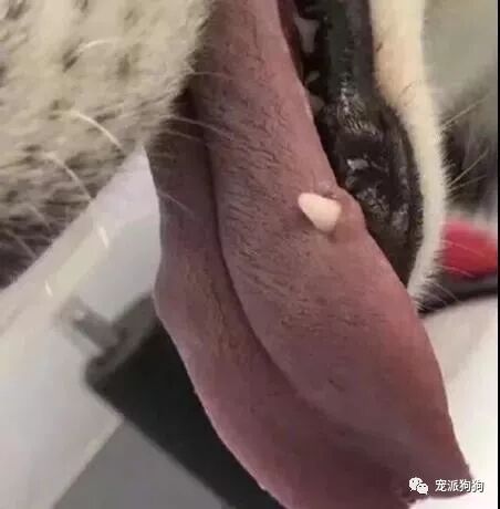 養狗最擔心的問題還是出現了，你這麼蠢也就我能容忍！ 寵物 第2張