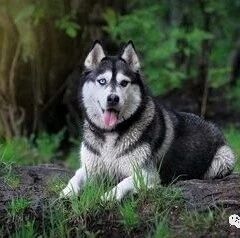 狗狗钻圈圈，实在太萌啦！