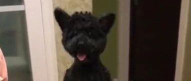 炖猪蹄上桌，狗子急得变成“弹簧”直犯馋…