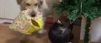 小主人打了两声喷嚏，贴心狗狗忙去拿衣…