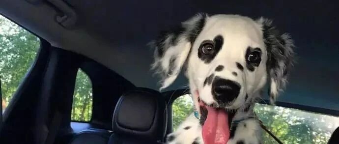 哇！这只萌宠狗狗就连眼睛都是爱你的形状！