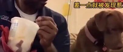 国外一狗狗总是偷瞄吃东西的铲屎官，被发现后立刻回避视线：“好狗不说想吃！”