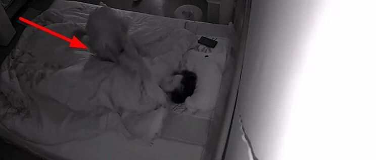 每个工作日的早上，狗狗都化身“闹钟”喊铲屎官起床，网友慕了：好贴心~