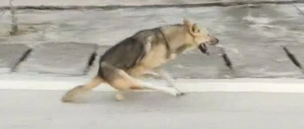 先天残疾狗狗一步一步学会两条腿跑，励志~