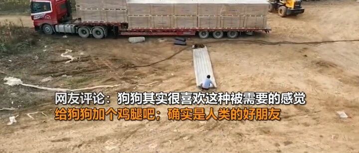 狗狗帮货车司机收雨布，配合默契，太可爱啦！