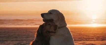 国外两只狗狗旅途相伴超有爱，画面暖心…