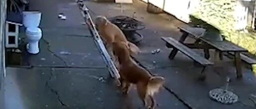 成精了！狗狗竟然爬梯子上了房顶，厉害！~