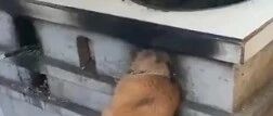 安徽一狗子钻厨房灶台地下偷吃却被卡住，被铲屎官发现后用眼神求救…