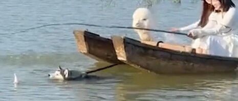 铲屎官带羊驼泛舟，让二哈游泳拉船，简直了~