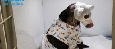 怀孕狗狗冲进火海给主人报信，自己却被烧伤…