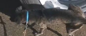 一出火场，被救的狗狗竟对着消防车撒了泡尿…