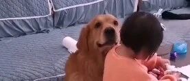 暖心金毛犬陪小主人长大，又带娃又宠娃！~