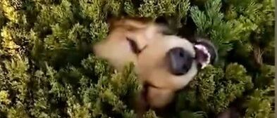 狗子丢了，铲屎官找狗找得气喘吁吁，最后…