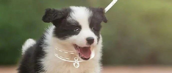 5月1日起，遛狗不牵绳违法!!扩散转发~