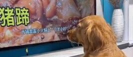 因为馋上了电视里的红烧猪蹄，大金毛竟然…
