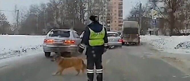 受伤狗狗不敢过马路，交警拦车将其一路护送…