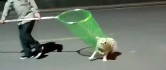 高校保安捉到一只狗，但狗子的表现有点奇葩…