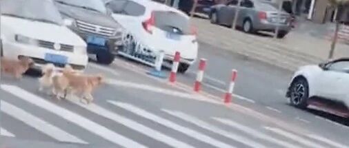 街头5只狗狗等红绿灯走斑马线，超有素质…
