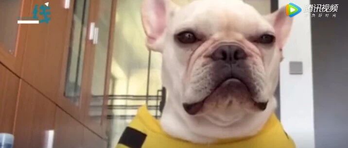 铲屎官在镜头前喊话“好想你”，狗子的反应亮了…