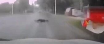 未拴绳狗狗横穿马路撞坏正常行驶车辆，狗主人负全责…