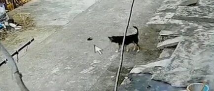 铲屎官的甲鱼“越狱”逃跑了，狗子不抓它还一路护送…