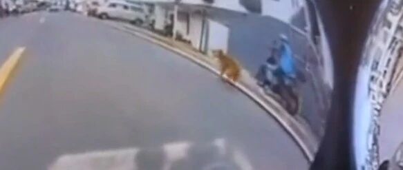 横穿马路的狗子被撞飞，竟然拿快递小哥出气…