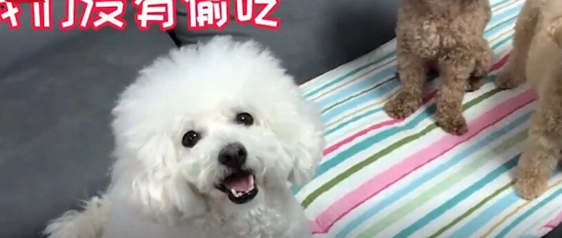 “我们没有偷吃零食！”监控拍下狗狗的暖心一幕…