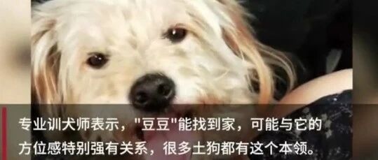 26天走了60多公里，走失狗狗自己找回了家…