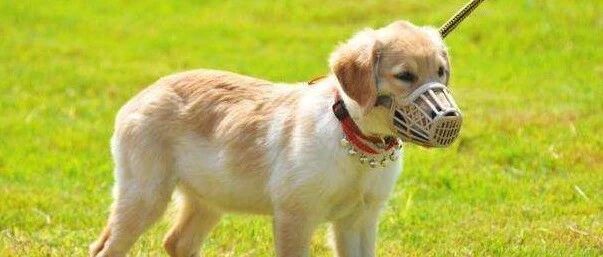 小区规定晚上十点半前不能遛狗！你怎么看？