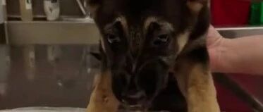 吃饭时别看！吐会传染！~