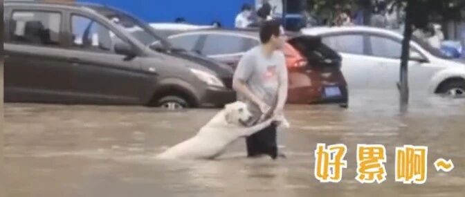 大手牵小手！主人握住狗狗前爪蹚洪水过马路…