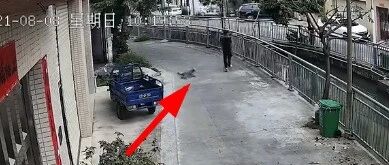 过路小伙被一只未拴绳狗狗吓到翻护栏掉河里