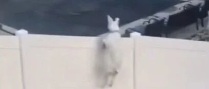 狗生艰难！美国一狗子拼命翻墙却翻不过去…