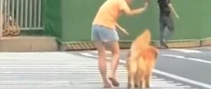 影响交通的狗子：“你早点动手不就完了吗?”