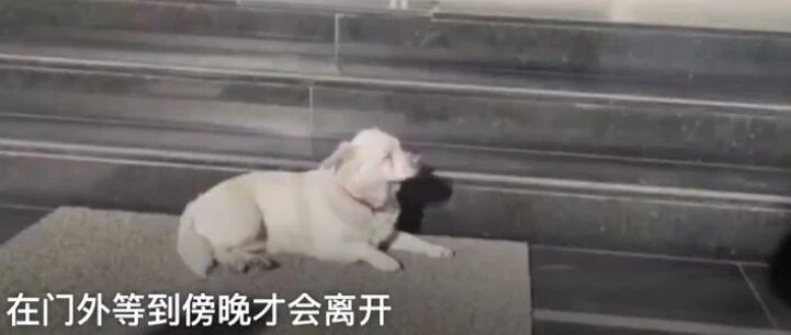 土耳其狗狗连续一周守在医院门口等主人出院…
