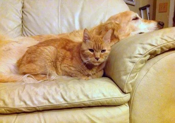 金毛與貓在一起八年，貓死後，主人這樣安慰金毛…… 寵物 第3張