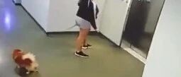 电梯惊魂！粗心铲屎官乘电梯时把狗狗忘在门外，所幸…