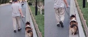 柯基遛弯时靠边走，哈哈哈哈这条是“汪行道”吗~