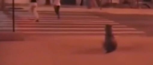 坚决不闯红灯！遵守交通秩序的狗狗太可爱~