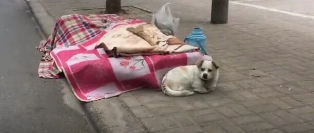 残疾主人靠买菜为生，养的狗狗会帮忙看菜摊…