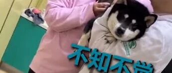 狗狗打针也要哄！医生神操作让狗狗乖乖打针…