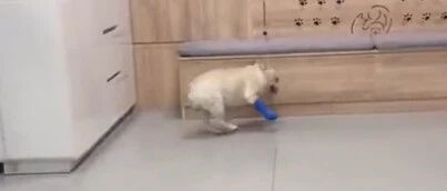 一只狗狗怕打针，在宠物医院上演“大出逃”…