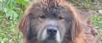 回农村的金毛变成“金毛狮王”，窘态十足！